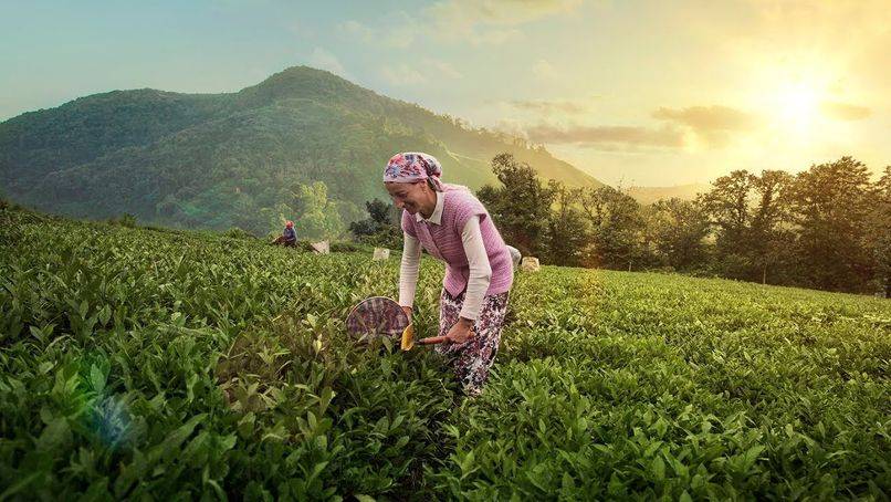 çay üreticileri imza kampanyası