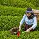 yaş çay üreticileri seyahat