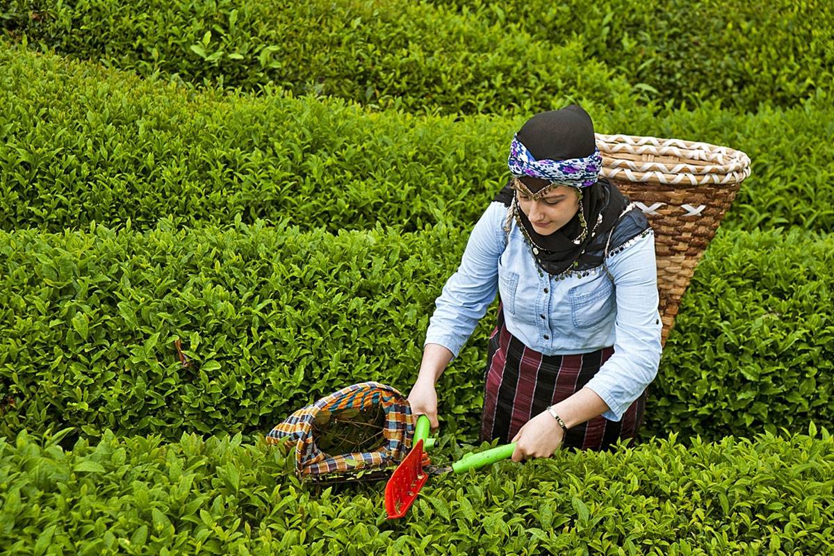 yaş çay üreticileri seyahat