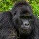 Rafiki goril uganda