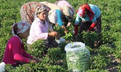 Dünya Kadın Çiftçiler Günü