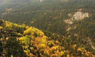 Muratdere Ormanları'nda Binlerce Ağaç