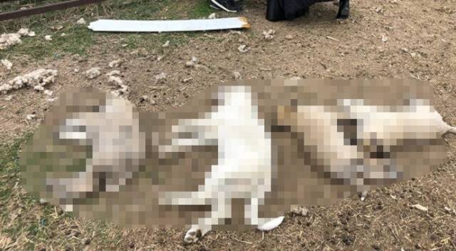Ankara'nın ilçesi Polatlı'da köpek katliamı yapıldı.