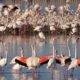 Gediz Deltası Flamingo Doğa Derneği