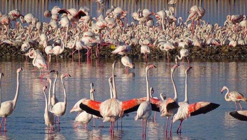 Gediz Deltası Flamingo Doğa Derneği
