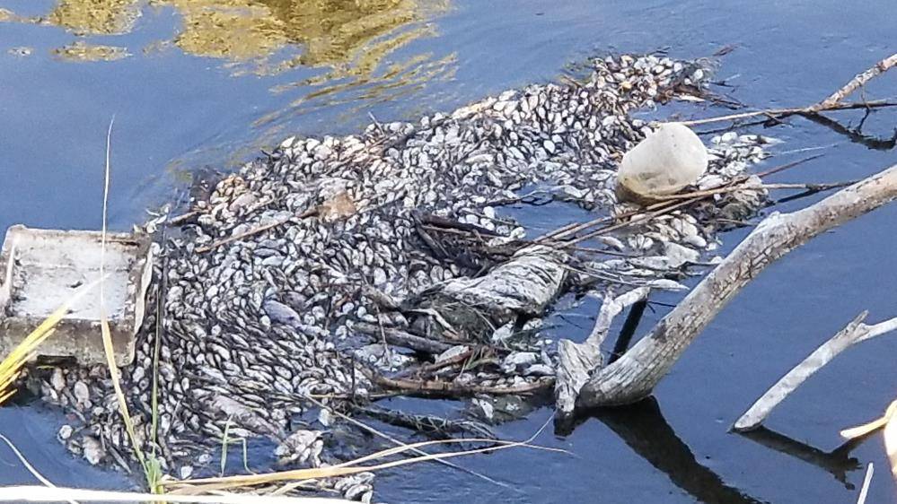 gediz nehri balık ölümleri