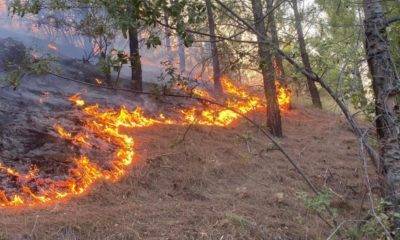 Ormanın Çağrısı Erdoğan atmış orman yangını