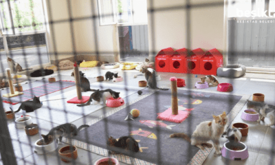 Beşiktaş Belediyesi engelli kedi yuva barınak