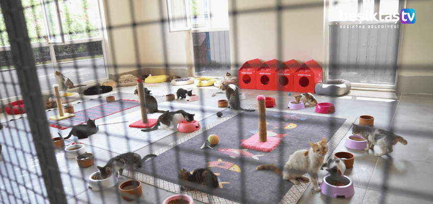 Beşiktaş Belediyesi engelli kedi yuva barınak