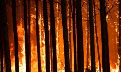 Arjantin orman yangını
