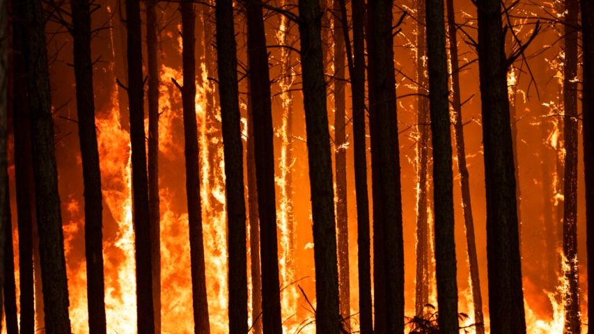 Arjantin orman yangını