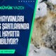 K2 Haber Ayhan Küyük yaban hayvanları