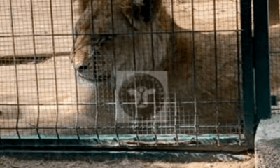 aslan diyarı suçsuzlar hapishanesi zülal kalkandelen