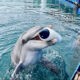 omega dolphin park yunus parkı Marmaris