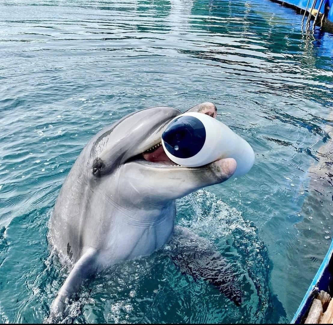 omega dolphin park yunus parkı Marmaris